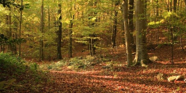 molts-boscos-com-al-montseny-fereixen-un-espactacle-u-nic-a-la-tardor